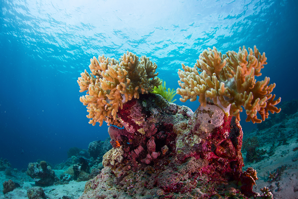 Bali - Indonesia - Reef - Coral 