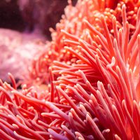 Diving for deeper connection