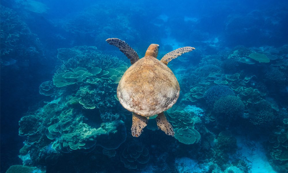 Get your PADI in Malaysia