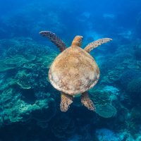 How can YOU help the Great Barrier Reef Turtle