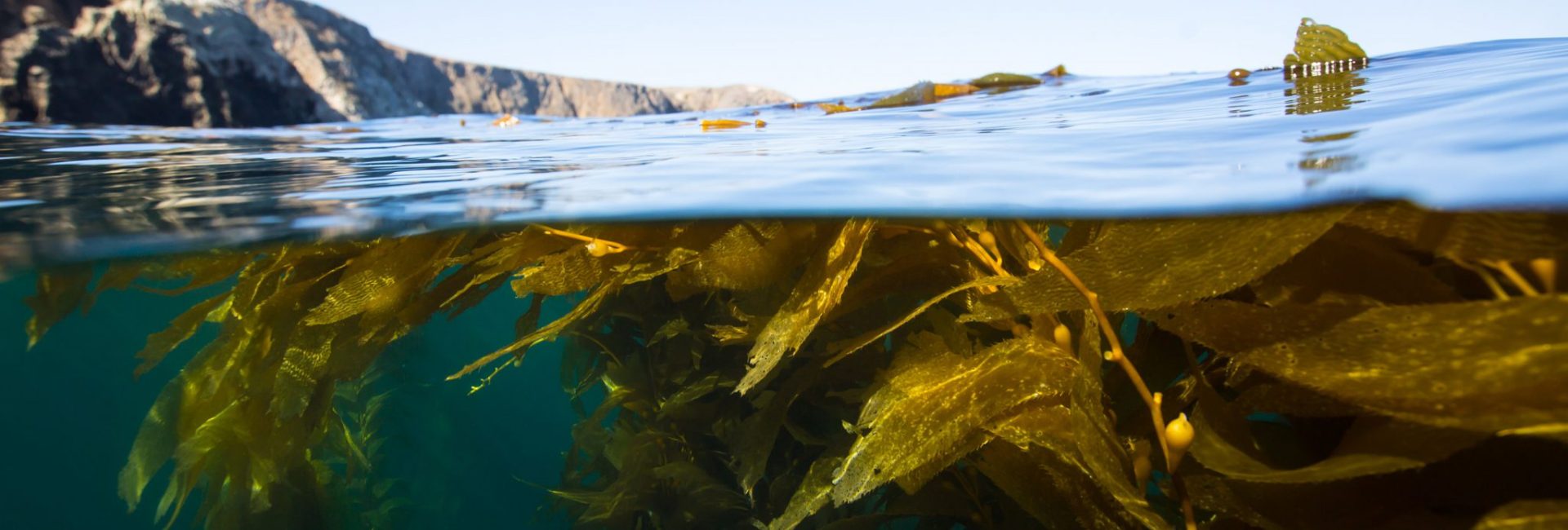 Talking Marine Conservation with Sea Tales Podcast Host, Amy Parker