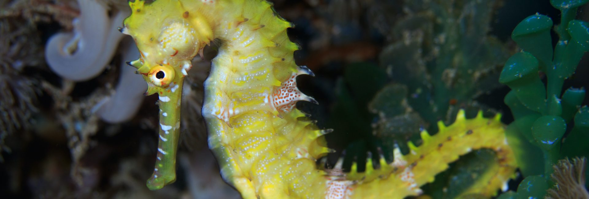 The Only Male Animals in the World That Get Pregnant and Give Birth