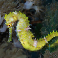 Seahorses and their relatives are the only male animals in the world that get pregnant and give birth