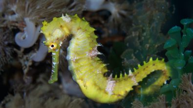 Seahorses and their relatives are the only male animals in the world that get pregnant and give birth