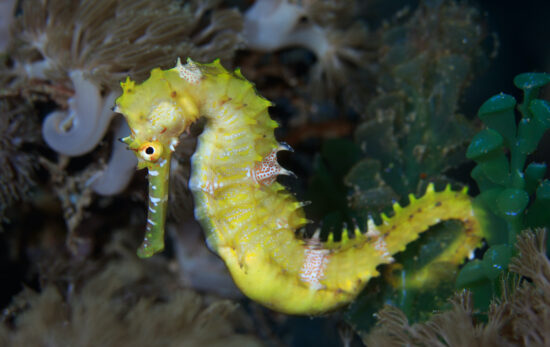 Seahorses and their relatives are the only male animals in the world that get pregnant and give birth