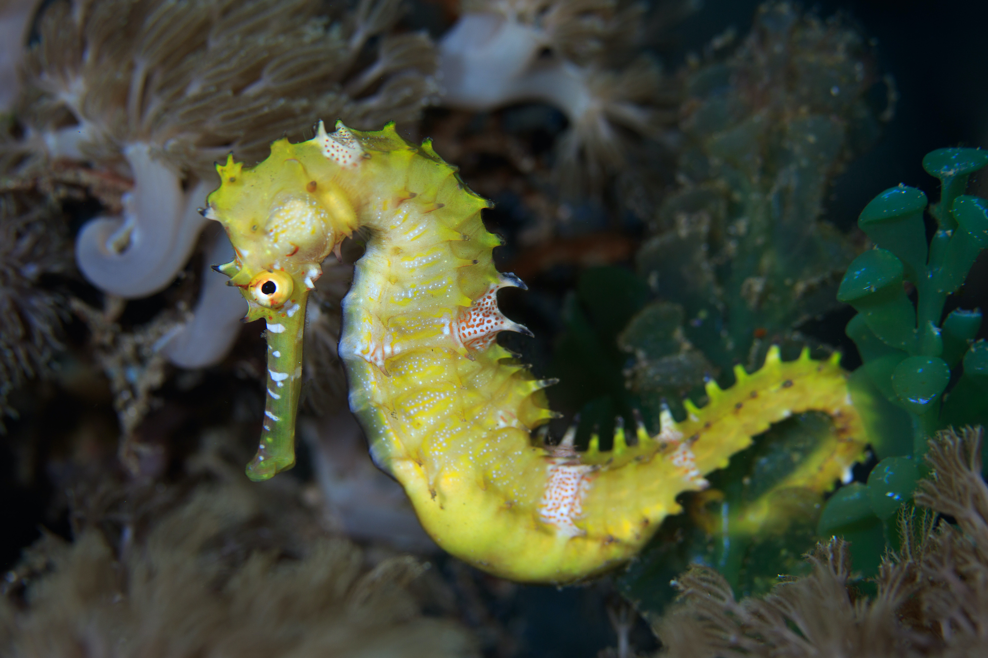 Seahorses and their relatives are the only male animals in the world that get pregnant and give birth