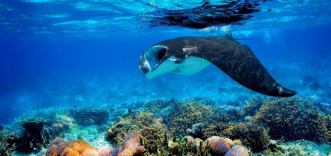 Komodo, Indonesia: Manta Mania!