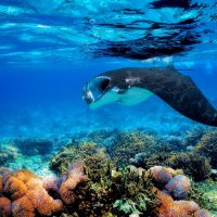 a manta ray over a shallow, colorful reef