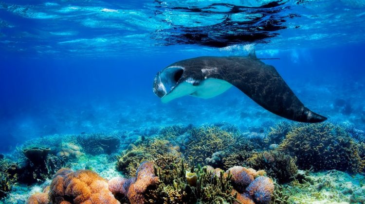 a manta ray over a shallow, colorful reef