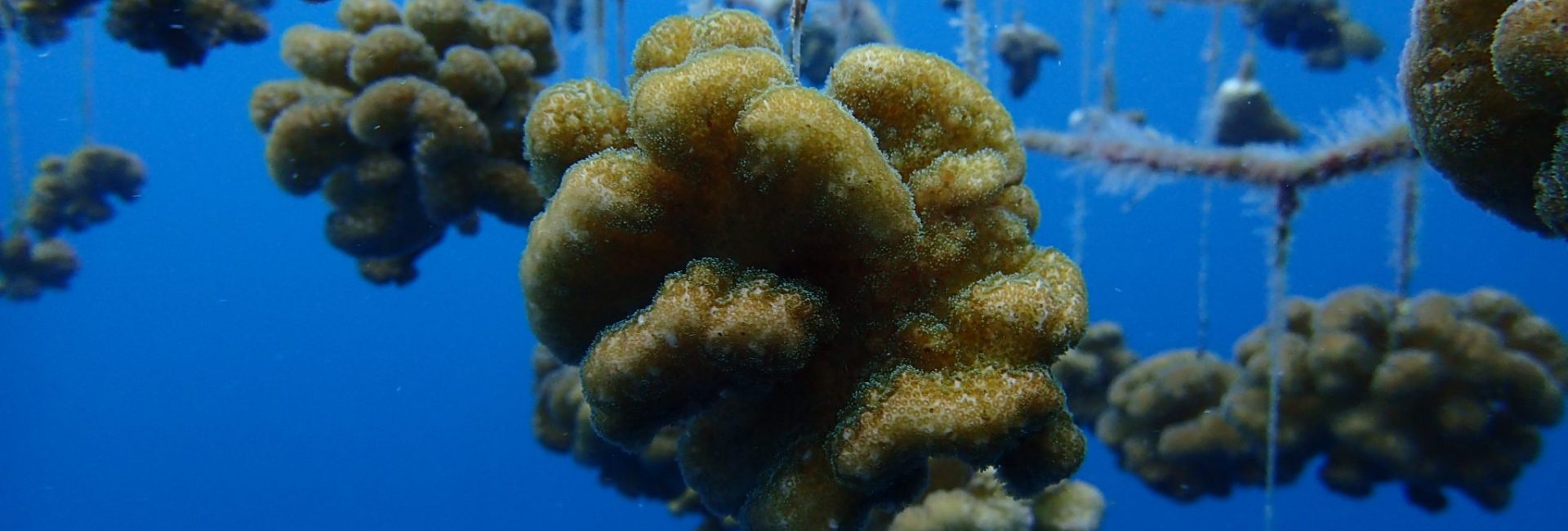 Velaa Private Island Coral Restoration