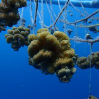 Velaa Island Nursery coral