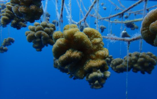 Velaa Island Nursery coral