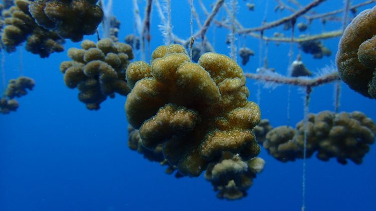 Velaa Island Nursery coral