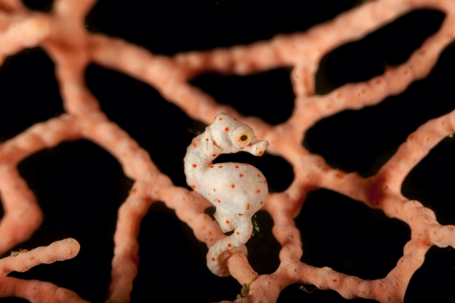 For Seahorses, Males Get Pregnant and Give Birth