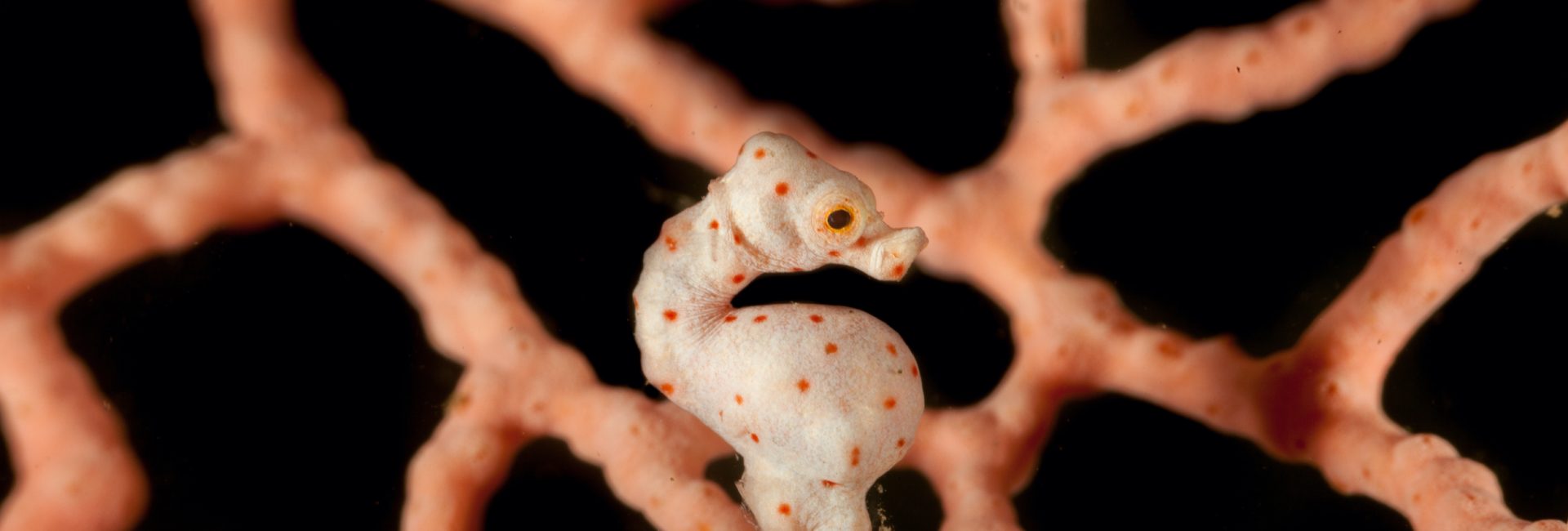 10 Rare Marine Animals and Where to Find Them