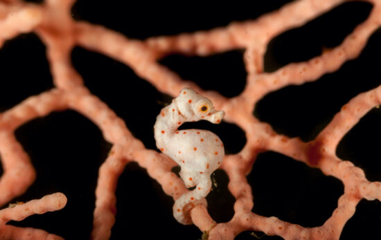 Male seahorses, including the smallest species the pygmy seahorse, get pregnant and give birth