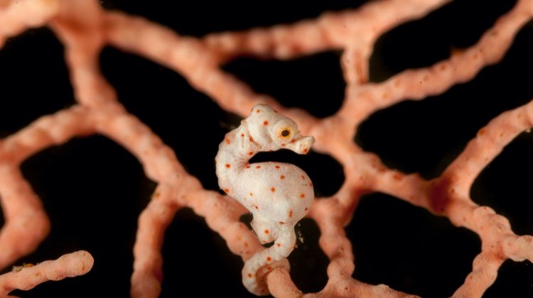 Male seahorses, including the smallest species the pygmy seahorse, get pregnant and give birth