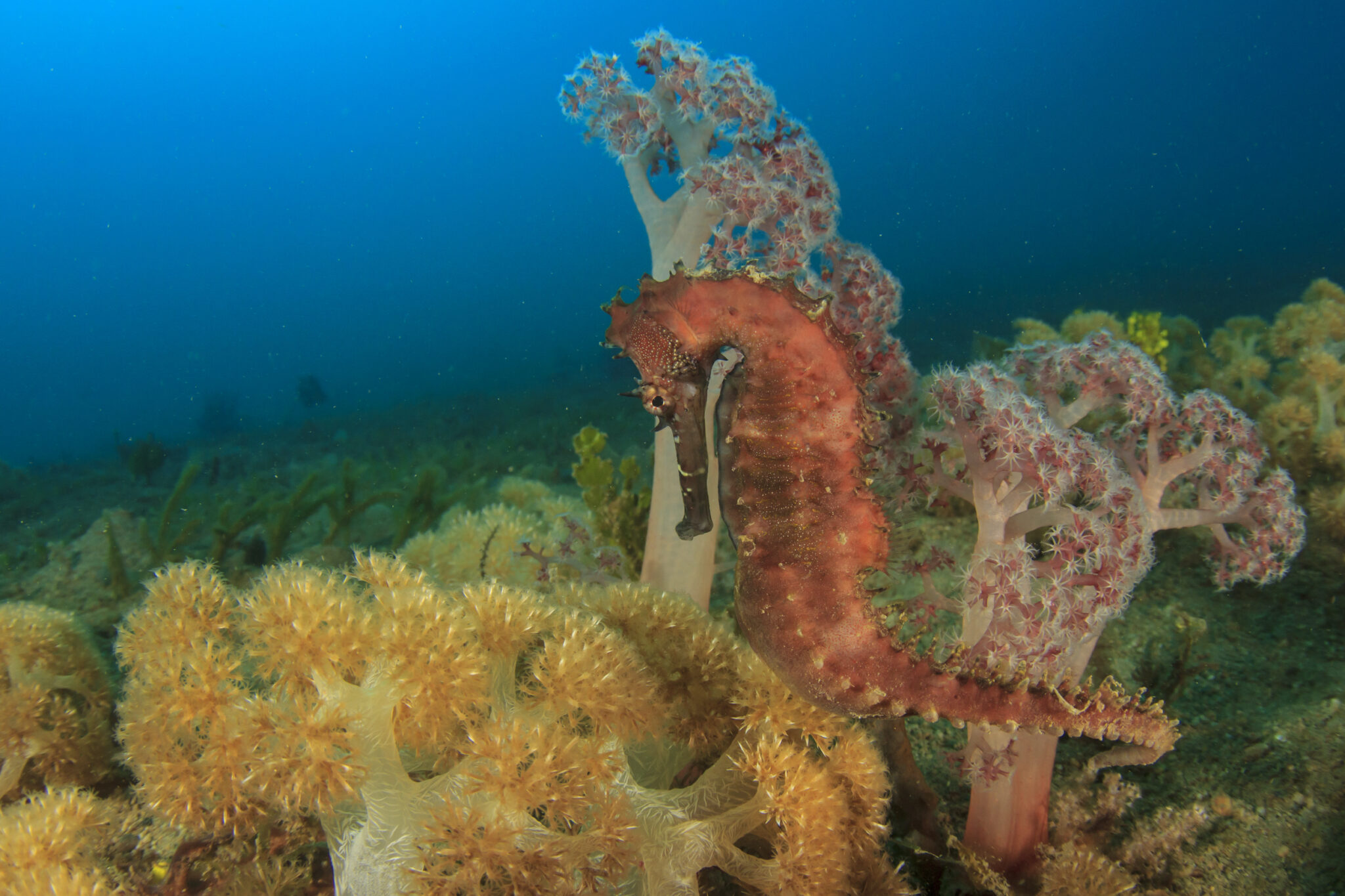 For Seahorses, Males Get Pregnant and Give Birth
