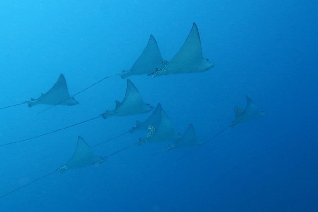 Rays - World Heritage Marine Sites