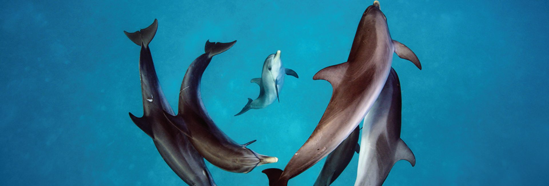 Stunning Marine Life Images Highlight 2019 PADI Replacement Cards