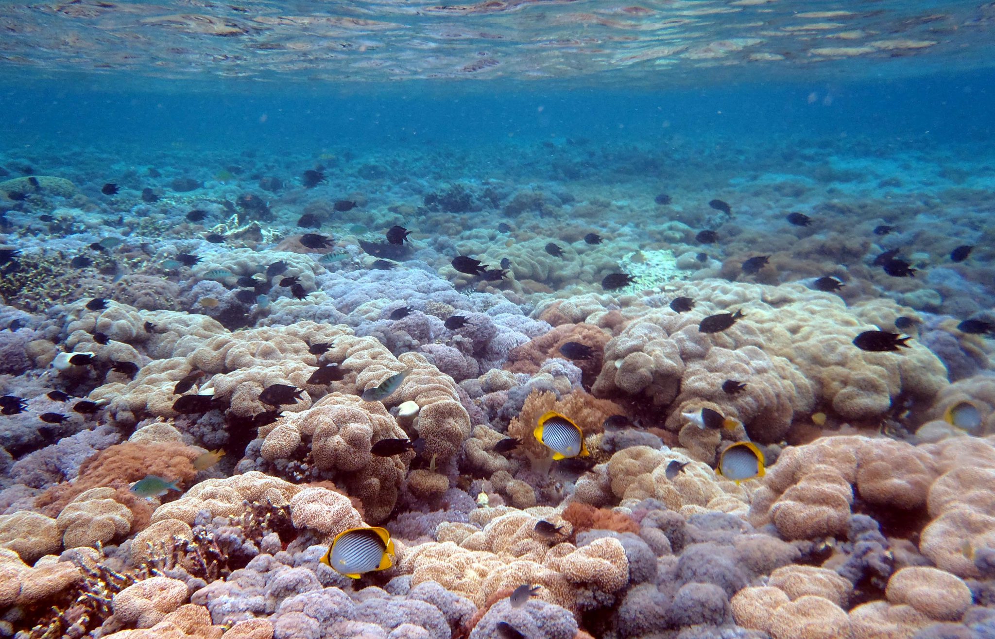 Komodo National Park - Indonesia - Coral Reef - Reef Fish