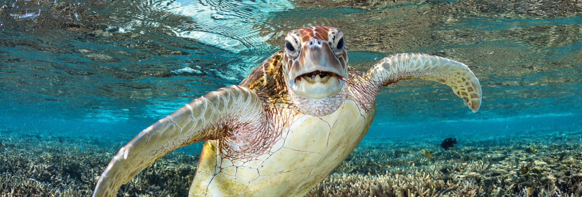 Bucket List Marine Life Found in Australia’s Great Barrier Reef