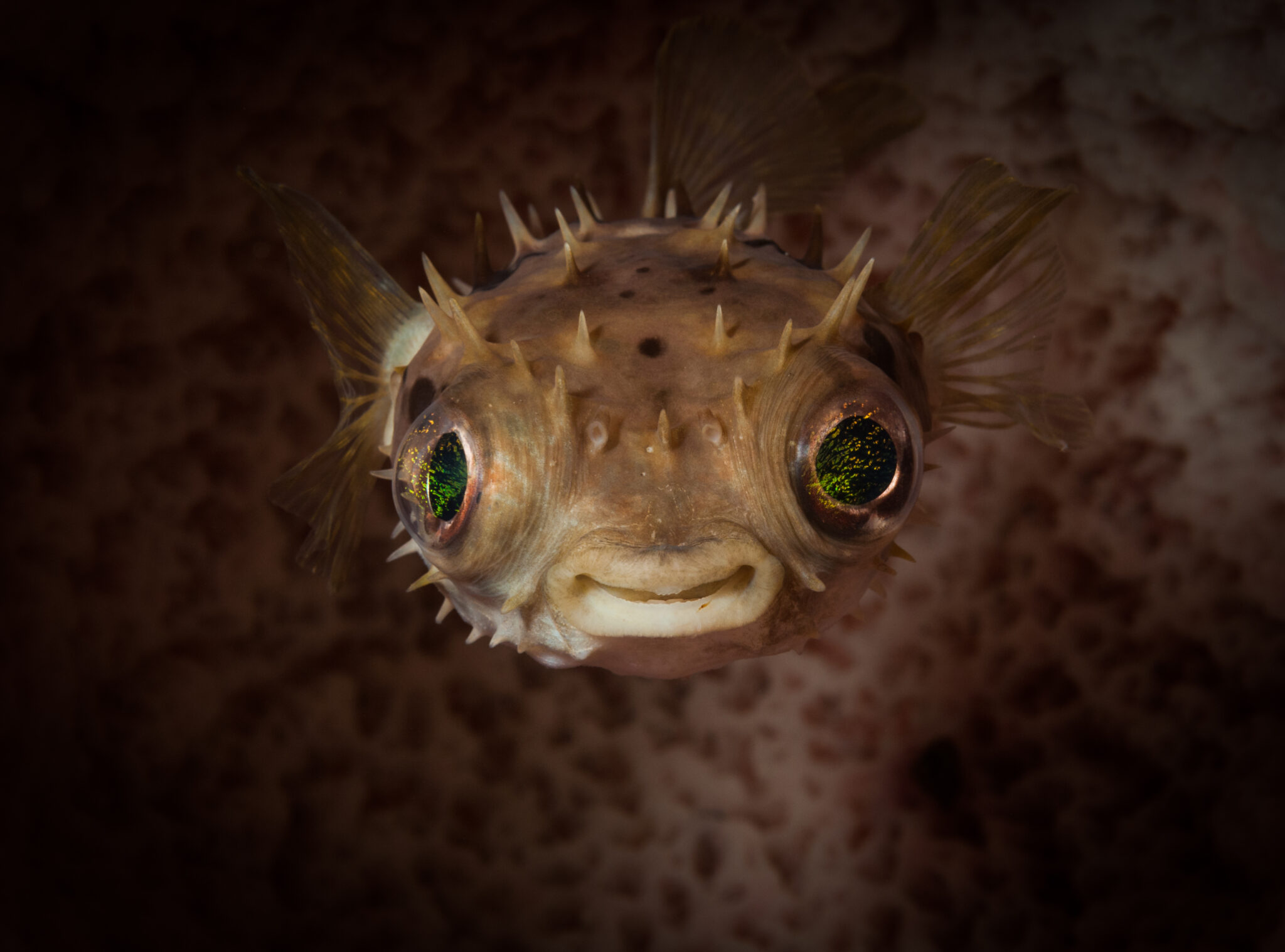 burrfish in lembeh, indonesia as spotted by a scuba diver