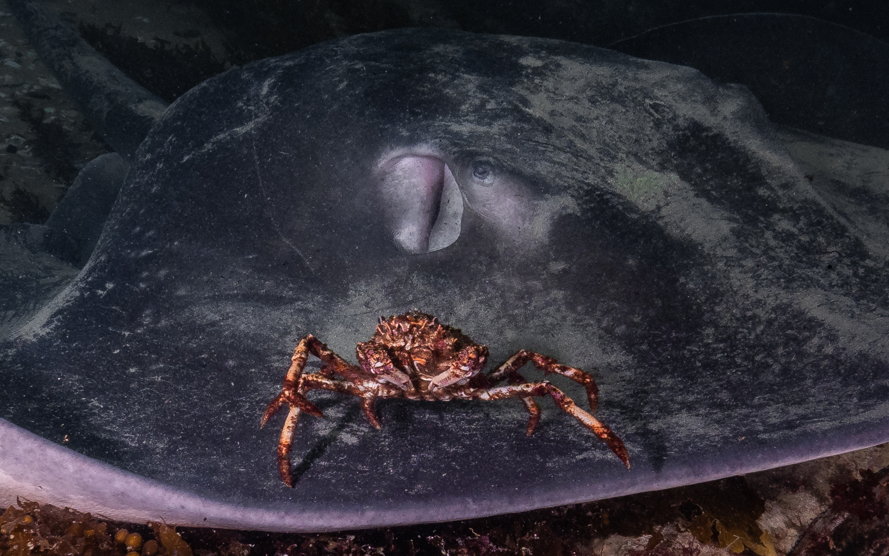 Spider Crab Migration - Victoria - Australia - Matt Testoni - Underwater Photography