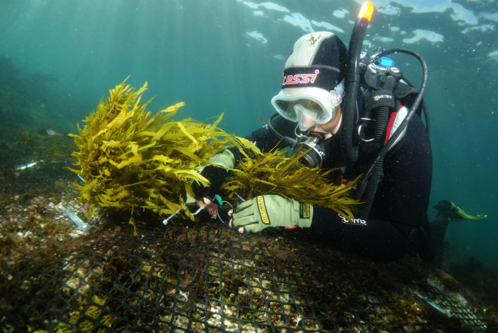 restoringcrayweed_southbondi_MissionBlue