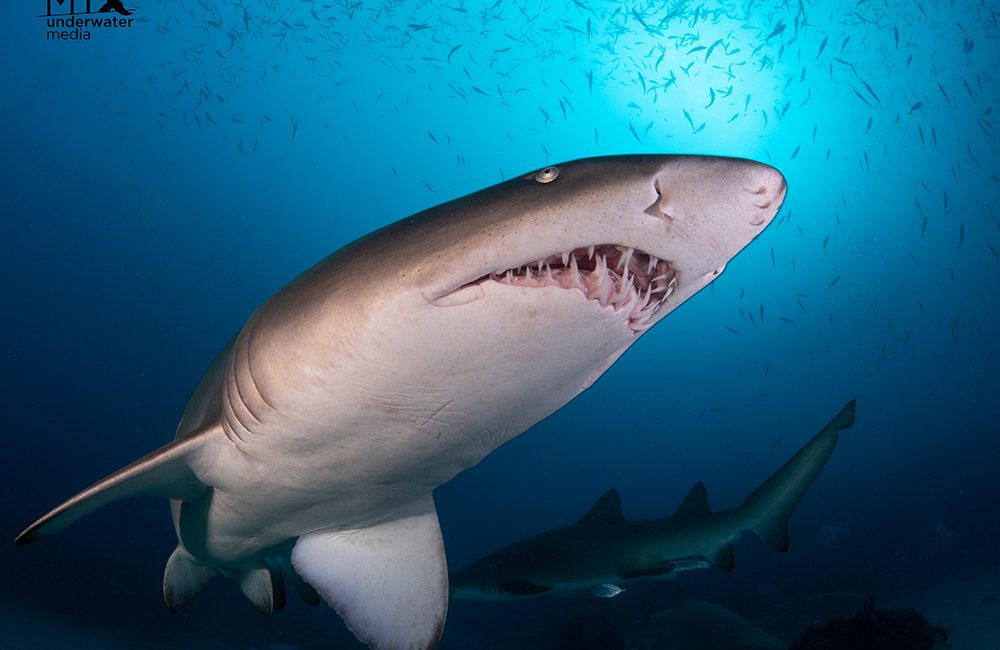 Unique Must-See Australian Underwater Experiences