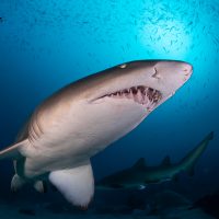Close up of Grey Nurse Shark - South West Rocks - New South Wales
