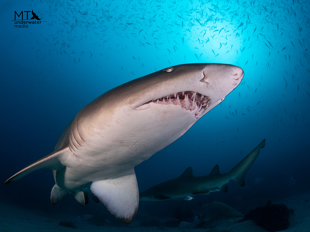 South West Rocks - New South Wales - Grey Nurse Shark - - Matt Testoni - Underwater Photography