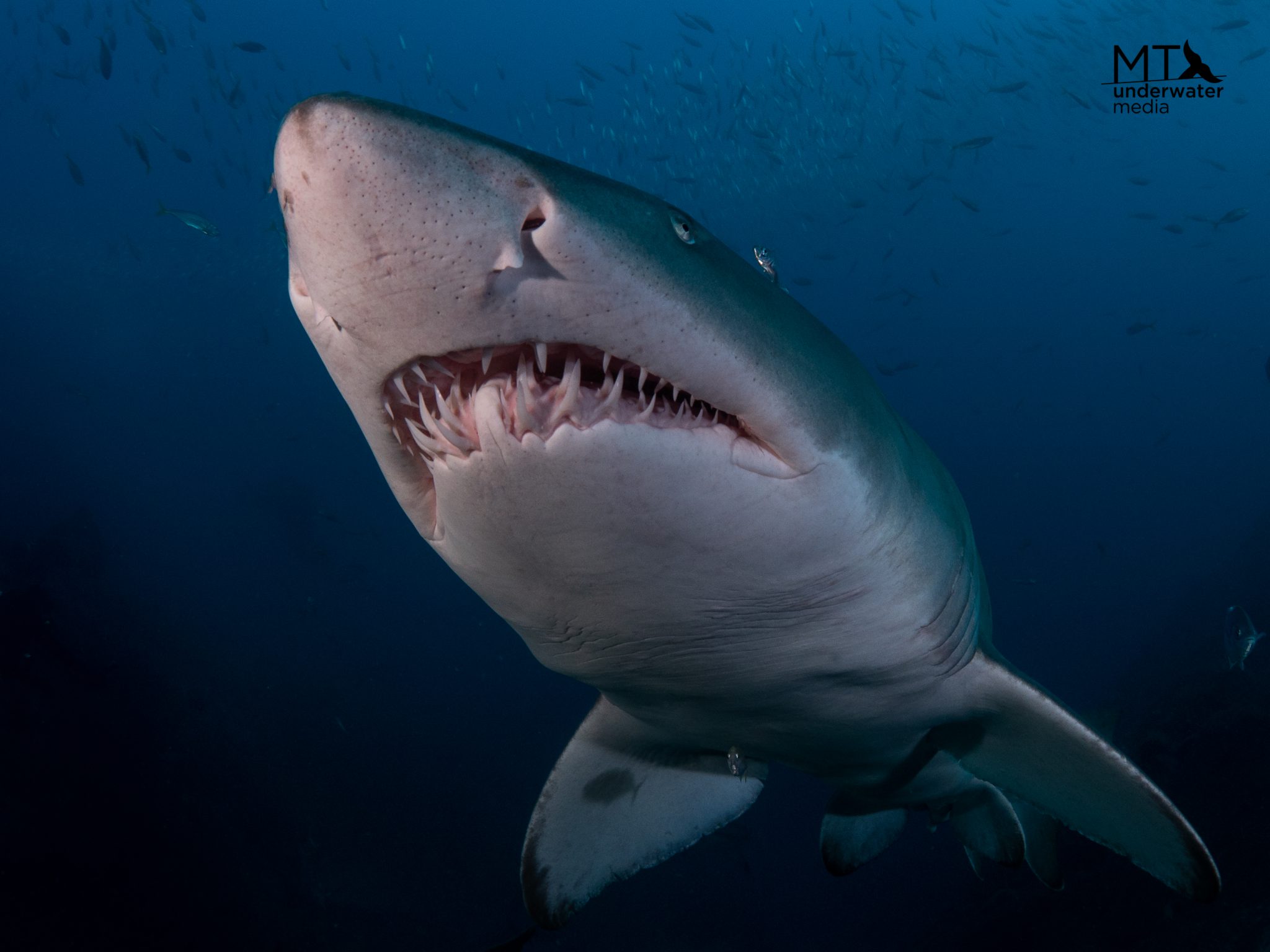 South West Rocks - New South Wales - Grey Nurse Shark - - Matt Testoni - Underwater Photography