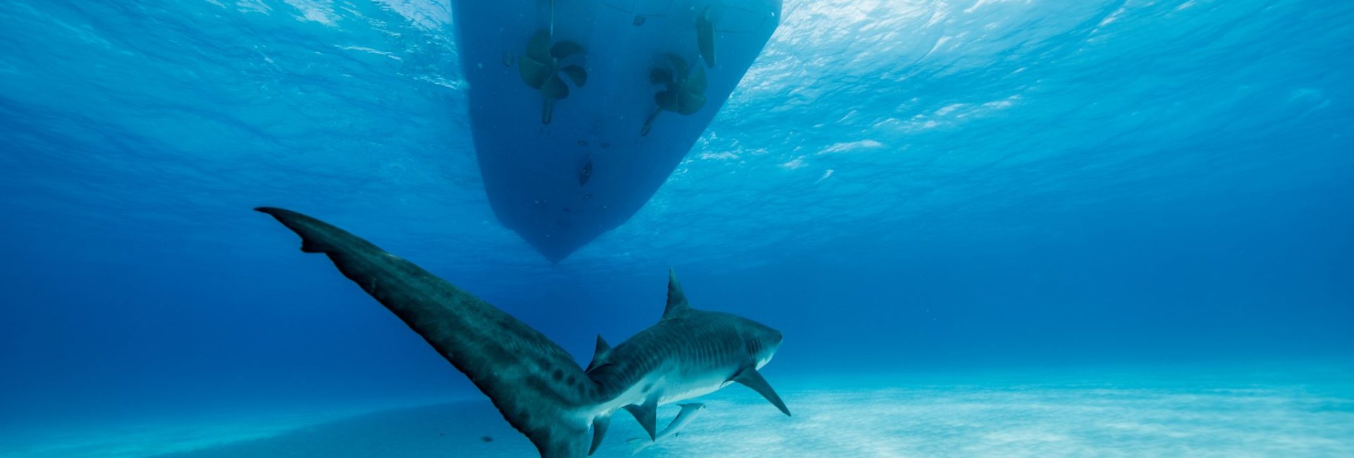 Quiz: What Kind of Shark Are You?