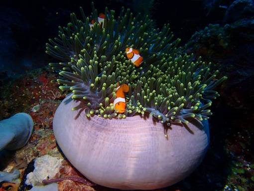 Pemuteran Bay - Indonesia - North Bali - Underwater - Clown Fish