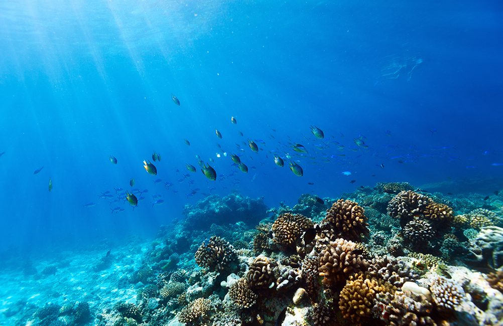 8 Best Dive Sites for Freedivers in Indonesia