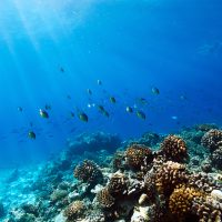Coral Reef - Fish - Underwater