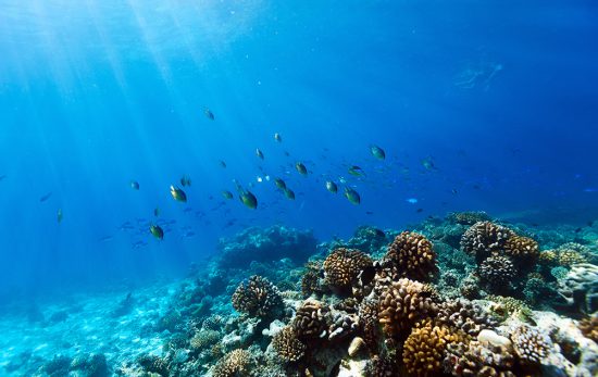 Coral Reef - Fish - Underwater