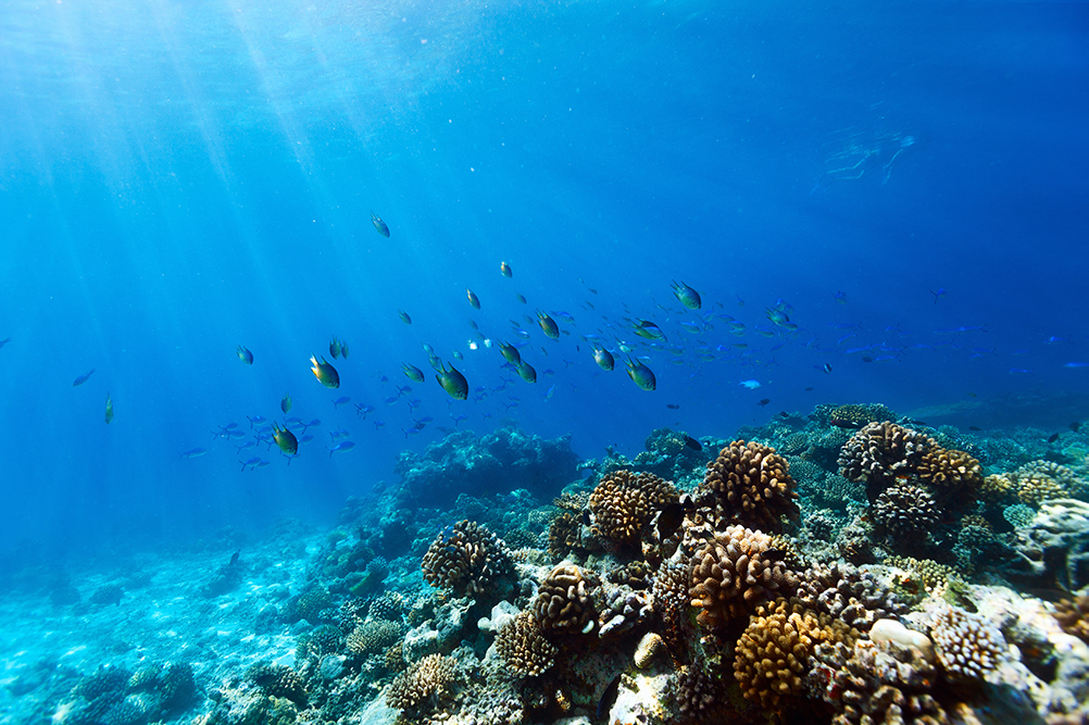 Coral Reef - Fish - Underwater