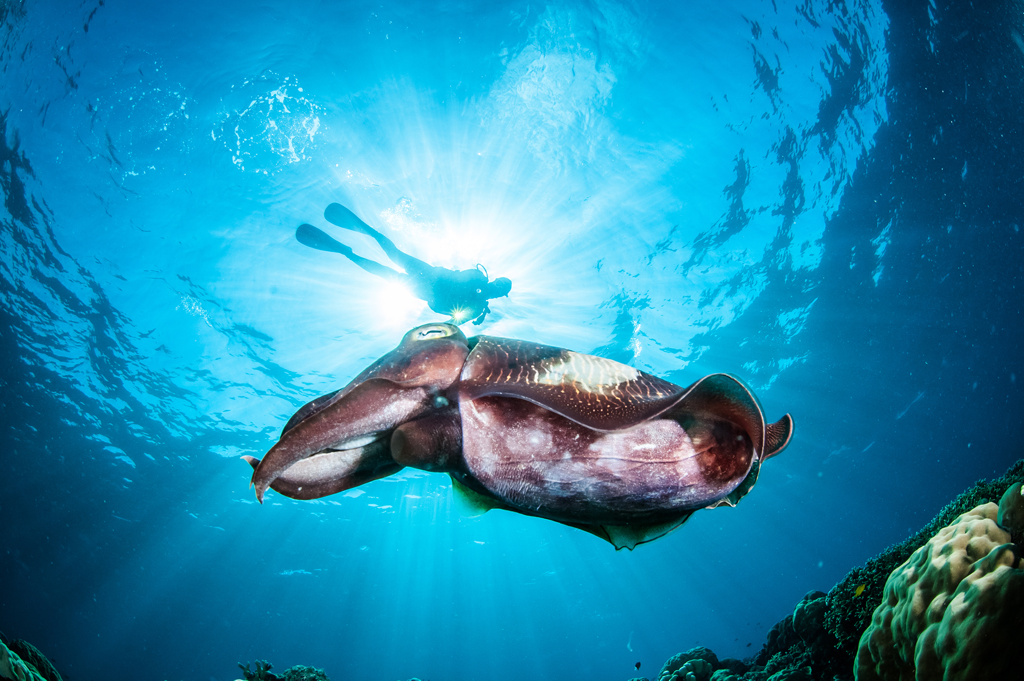 A cuttlefish showing off its flamboyant colors, patterns, and shapes, while a scuba diver observes from the surface