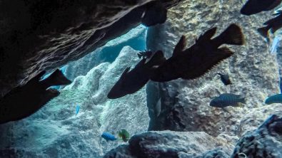 Cichlid Lake Malawi