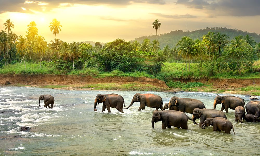 Sri Lanka’s Incredible Must-See Dive Sites