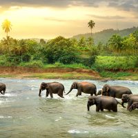 Sri Lanka - Elephants - River
