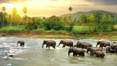 Sri Lanka - Elephants - River