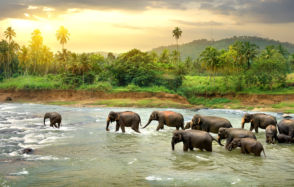 Sri Lanka - Elephants - River