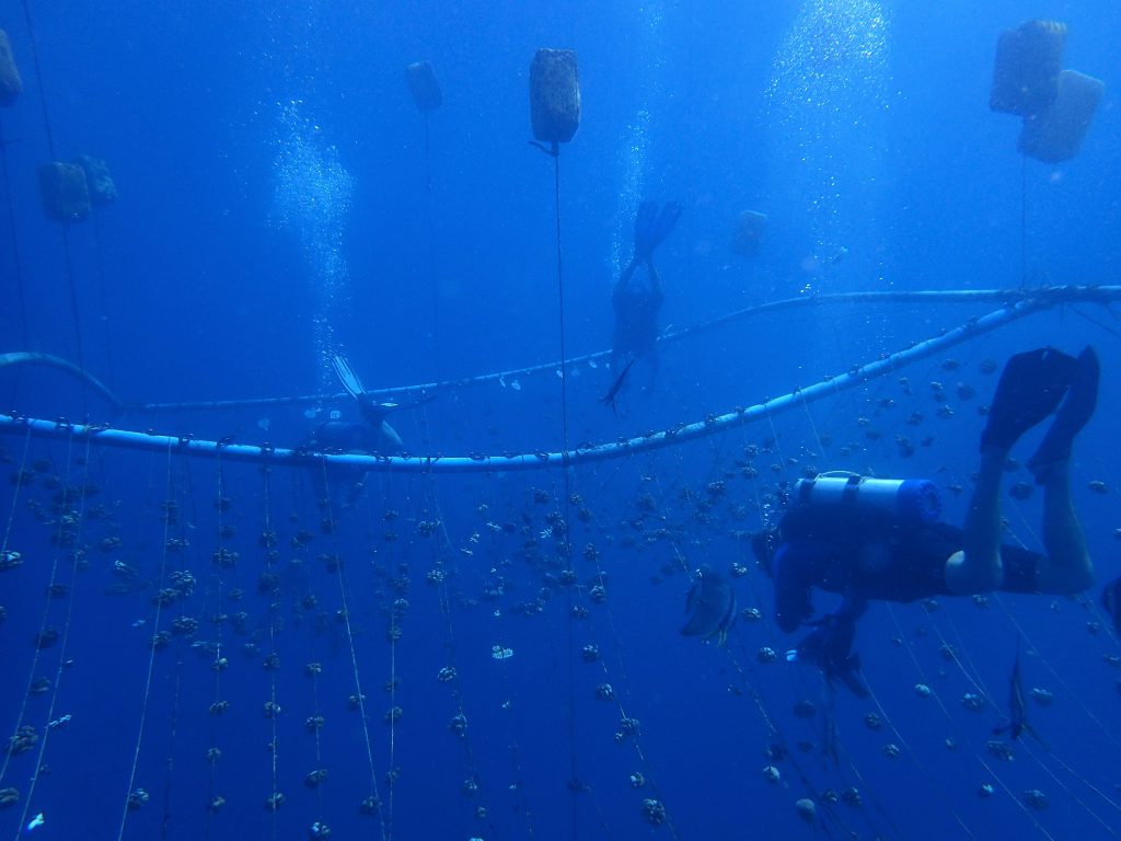 Divers Velaa Coral Restoration