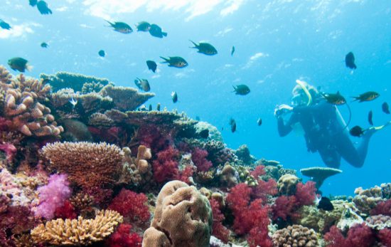Fiji Divers - Scuba Diving - Ocean - Coral Walls