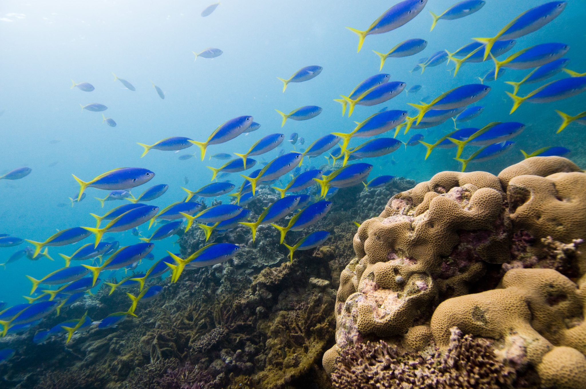 Yellowtail reef fish swimming on a coral reef in Fiji, one of the best tropical places to visit in August for scuba divers