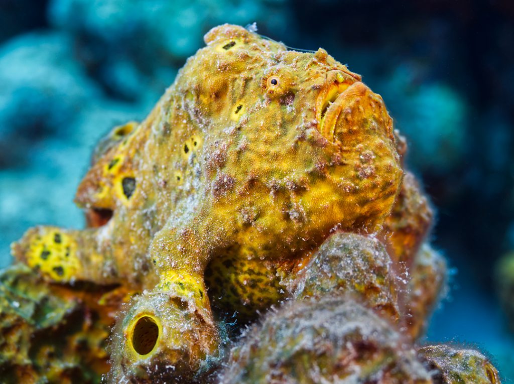 Frogfish, Bonaire