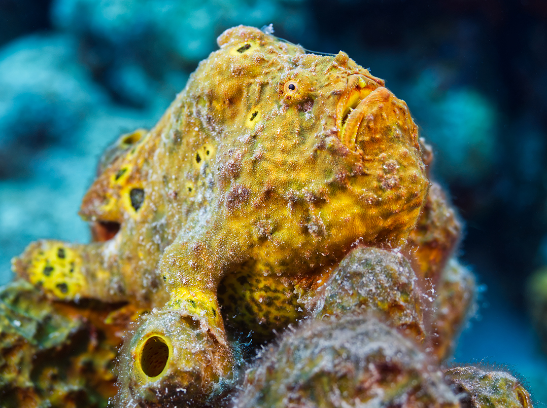 A camouflaged frogfish sitting on a rock, which is a popular sighting on night dives in St. Croix in the US Virgin Islands
